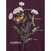 Grafikli T-Shirt цвет: Фиолетовый